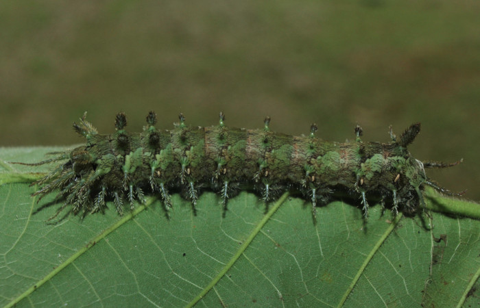 Figura 5. Larva <i>Pseudodirphia regia</i> (Saturniidae), último estadío (U) vista lateral, localidad Bullas, Estación Biológica Quica Sector Pitilla ACG (440m). Voucher: 14-SRNP-71997-DHJ726443.jpg.