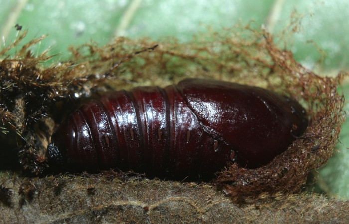Figura 7. Pupa de <i>Pseudodirphia regia</i> (Saturniidae), vista lateral, localidad Bullas, Estación Biológica Quica Sector Pitilla ACG (440m). Voucher: 14-SRNP-72185-DHJ726617.jpg.