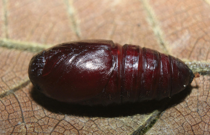 Figura 8. Pupa de <i>Pseudodirphia regia</i> (Saturniidae),vista dorsal, localidad Bullas, Estación Biológica Quica Sector Pitilla ACG (440m). Voucher: 14-SRNP-72185-DHJ726622.jpg.