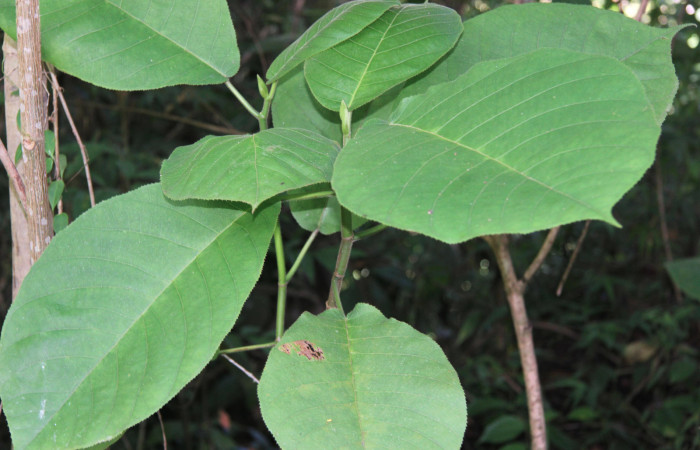 Figura 13. Planta hospedera de <i>Pseudodirphia regia</i> (Saturniidae), esta planta se llama <i>Castilla elastica</i> (Moraceae), localidad Leonel, Estación Biológica Quica Sector Pitilla ACG (510m), foto; Ricardo Calero, 19 Agosto 2015.