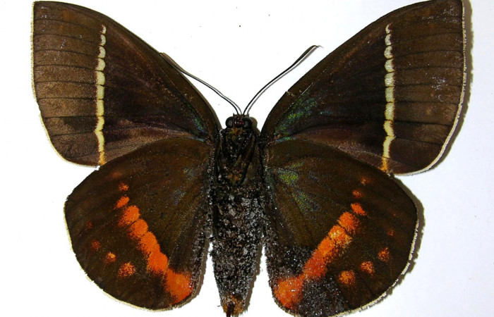 Figura 21. Adulto hembra de <i>Amauta procera</i> (Castniidae). Vista ventral. Voucher 02-SRNP-18288-DHJ331827,jpg.