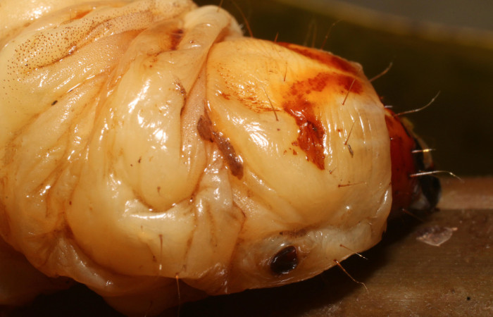 Figura 3. <i>Amauta procera</i> (Castniidae) último estadio, posición lateral cabeza tórax, Sector San Cristóbal, Puente Palma. Voucher 19-SRNP-1233-DHJ758821.jpg.