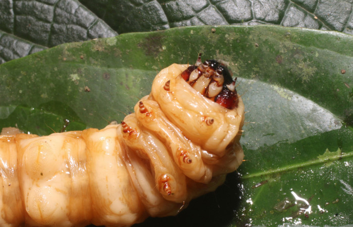 Figura 5. <i>Amauta procera</i> (Castniidae) último estadio, posición ventral, centro, Sector San Cristóbal, Puente Palma. Voucher 19-SRNP-1233-D HJ758824.jpg.