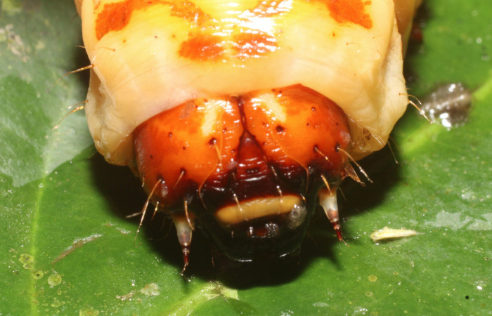 Figura 4. <i>Amauta procera</i> (Castniidae) último estadio, posición frontal, Sector San Cristóbal, Puente Palma. Voucher 19-SRNP-1233-DHJ758826.jpg.