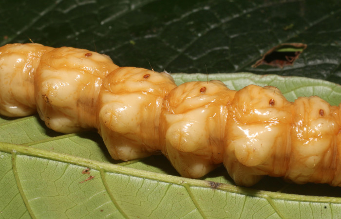 Figura 7. <i>Amauta procera</i> (Castniidae) último estadio, posición ventral, Sector San Cristóbal, Puente Palma. Voucher 19-SRNP-1233-DHJ758828.jpg.