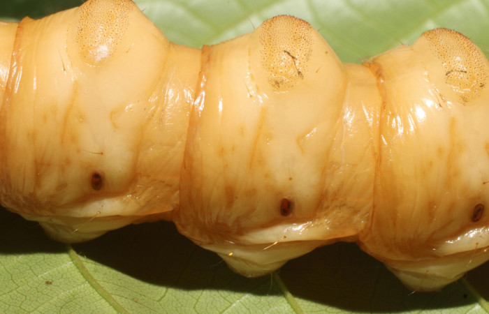 Figura 8. <i>Amauta procera</i> (Castniidae) último estadio, posición lateral, centro mostrando espiráculos, Sector San Cristóbal, Puente Palma. Voucher 19-SRNP-1233-DHJ758829.jpg.