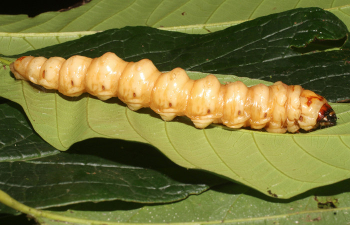 Figura 2. <i>Amauta procera</i> (Castniidae) último estadio, posición lateral, Sector San Cristóbal, Puente Palma 19-SRNP-1233-DHJ758831.jpg.