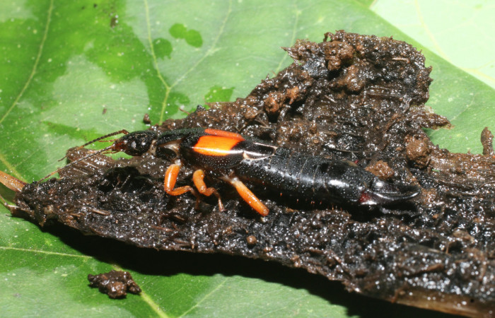 Figura 19. Tijerillas, (Dermaptera)  depredador de <i>Amauta procera</i> (Castniidae). Estación San Cristóbal, Puente Palma. Voucher 19-SRNP-1476-DHJ758865.jpg.
