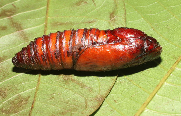 Figura 17. Pupa de <i>Amauta procera</i> (Castniidae). Posición lateral, Estación San Cristóbal, Puente Palma. Voucher 19-SRNP-723-DHJ758723.jpg