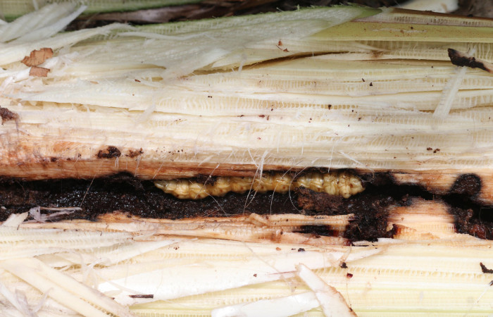 Figura 10. Túnel de minador <i>Amauta procera</i> (Castniidae) último estadio, Planta Hospedera <i>Musa acuminata</i> (introduced),
Sector San Cristóbal, Puente Palma. Foto. Carolina Cano Junio 2019.