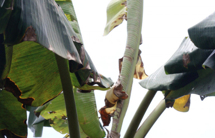 Figura 11. Planta Hospedera <i>Musa acuminata</i> (introduced), de larva <i>Amauta procera</i> (Castniidae) Sector San Cristóbal, Puente Palma. Foto. Carolina Cano Junio 2019.