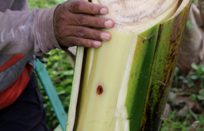 Figura 9. Hueco de minador <i>Amauta procera</i> (Castniidae) primer estadio, Planta Hospedera <i>Musa acuminata</i> (introduced),
Sector San Cristóbal, Puente Palma. Osvaldo Espinoza Parataxonomo. Foto. Carolina Cano Junio 2019.