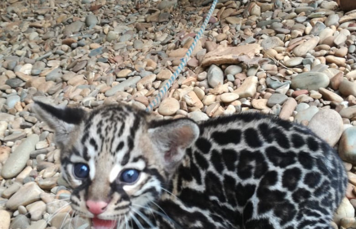 08 de junio 2018, Los Andes, La Cruz Guanacaste, Fotografía: Ivannia Martínez Oxho