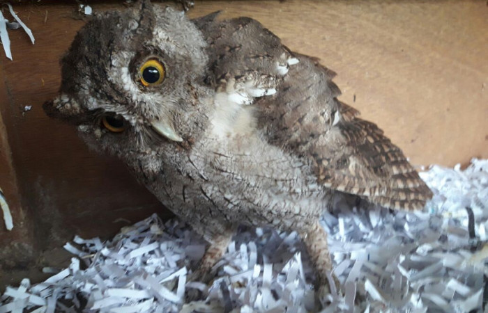 Marzo 2018, Liberia, Fotografía: Evelyn Solano