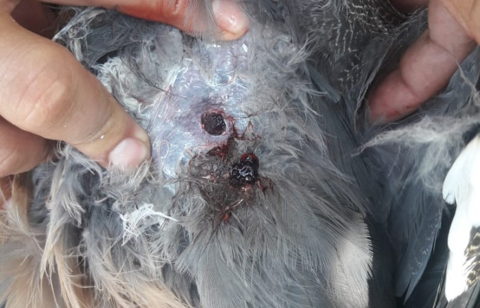 31 de julio 2019 Cercanías al Parque Nacional Palo Verde Fotos: Quesada W