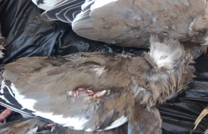 31 de julio 2019 Cercanías al Parque Nacional Palo Verde Fotos: Quesada W