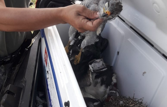 31 de julio 2019 Cercanías al Parque Nacional Palo Verde Fotos: Quesada W