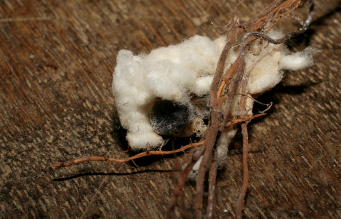 Figura 17. Capullos de parásitos <i>Apanteles wadyobandoi</i> (Braconidae) que ataca <i>Spicauda teleus</i> (Hesperiidae), localidad Ingas, Sector Pitilla ACG (580m). Voucher: 04-SRNP-31119-DHJ415279.jpg.