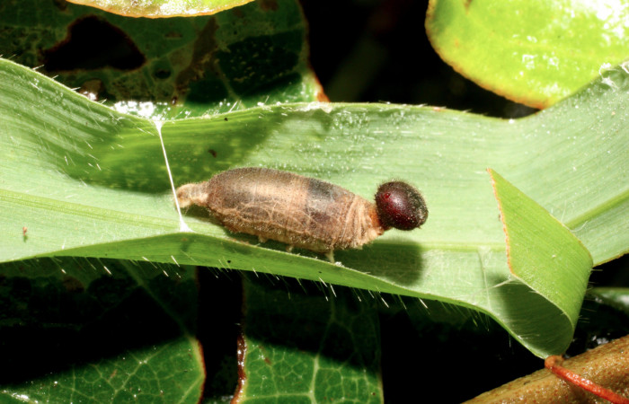 Figura 20. Capullo de parásito <i>Hyposter</i> INB-42DHJ08 (Ichneumonidae) que ataca <i>Spicauda teleus</i> (Hesperiidae), localidad Sendero a Maritza, 1 km NW Estación Cacao ACG (1150m). Voucher: 11-SRNP-36112-DHJ489907.jpg.