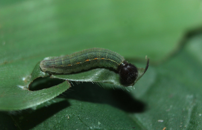 Figura 5. Larva <i>Spicauda teleus</i> (Hesperiidae), tercer estadío (PPU) vista lateral, localidad Medrano, Estación Biológica Quica Sector Pitilla ACG (380m). Voucher: 15-SRNP-72619-DHJ732290.jpg.