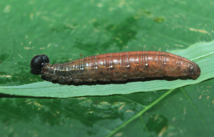 Figura 15. Larva <i>Spicauda teleus</i> (Hesperiidae), vista parásitos dentro de la cutícula, <i>Apanteles wadyobandoi</i> (Braconidae), localidad Medrano, Estación Biológica Quica Sector Pitilla ACG (380m). Voucher: 15-SRNP-72619-DHJ732405.jpg.