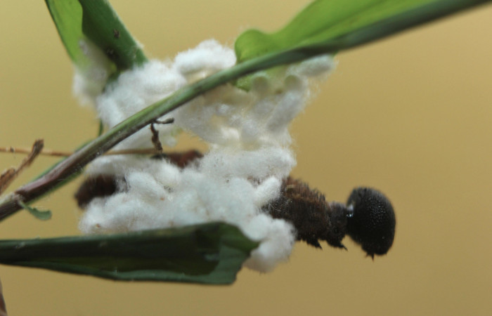 Figura 16. Capullos de parásitos <i>Apanteles wadyobandoi</i> (Braconidae) que ataca <i>Spicauda teleus</i> (Hesperiidae), localidad Medrano, Estación Biológica Quica Sector Pitilla ACG (380m). Voucher: 15-SRNP-72619-DHJ732439.jpg.