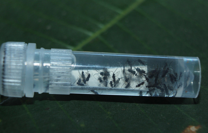 Figura 18. Adultos de parásitos <i>Apanteles wadyobandoi</i> (Braconidae) que ataca Spicauda teleus (Hesperiidae), localidad Medrano, Estación Biológica Quica Sector Pitilla ACG (380m). Voucher: 15-SRNP-72619-DHJ732464.jpg.