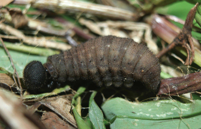 Figura 8. Larva <i>Spicauda teleus</i> (Hesperiidae), en estado de prepupa vista lateral, localidad Medrano, Estación Biológica Quica Sector Pitilla ACG (380m). Voucher: 16-SRNP-70002-DHJ732482.jpg.