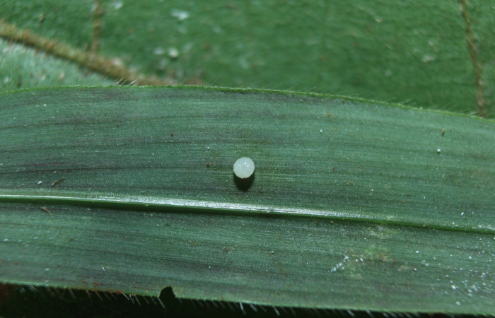 Figura 2. Huevo de larva <i>Spicauda teleus</i> (Hesperiidae), localidad Medrano, Estación Biológica Quica Sector Pitilla ACG (380m). Voucher: 16-SRNP-70122-DHJ732440.jpg.