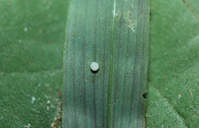 Figura 3. Huevo de larva <i>Spicauda teleus</i> (Hesperiidae), localidad Medrano, Estación Biológica Quica Sector Pitilla ACG (380m). Voucher: 16-SRNP-70122-DHJ732443.jpg.