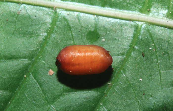 Figura 22. Pupario de parásito <i>Hyposter</i> INB-42DHJ08 (Tachinidae) que ataca <i>Spicauda teleus</i> (Hesperiidae), localidad Medrano, Estación Biológica Quica Sector Pitilla ACG (380m). Voucher: 16-SRNP-70386-DHJ732753.jpg.