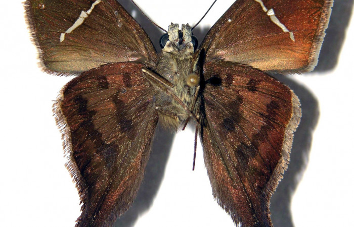 Figura 14. Adulto de <i>Spicauda teleus</i> (Hesperiidae), macho vista ventral, localidad Vado Nisperal, Sector Santa Rosa ACG (240m). Voucher: 97-SRNP-3249-DHJ92047.jpg.