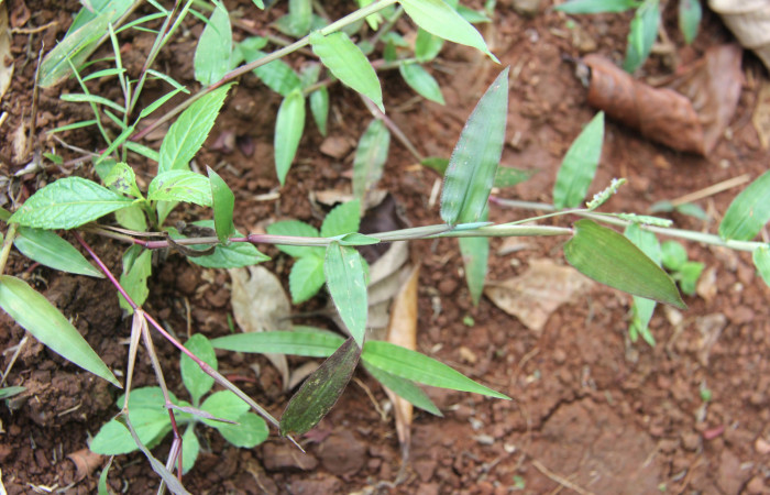 Figura 23. Planta hospedera de <i>Spicauda teleus</i> (Hesperiidae), esta planta se llama <i>Paspalum decumbens</i> (Poaceae), localidad Medrano, Estación Biológica Quica Sector Pitilla ACG (380m).