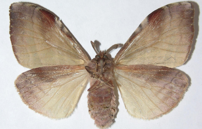 Figura 10. Adulto de <i>Sarsina purpurascens</i> (Erebidae), hembra vista ventral, localidad Area Administrativa, Sector Santa Rosa (295m). Voucher: 09-SRNP-14200-DHJ508595.jpg.