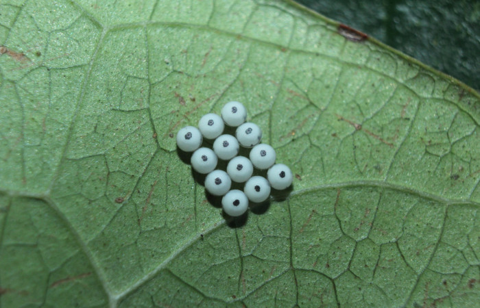 Figura 2. Huevos de <i>Sarsina purpurascens</i> (Erebidae), vista dorsal, localidad Estación Biológica Quica Sector Pitilla ACG (470m). Voucher:15-SRNP-70376-DHJ726918.jpg.