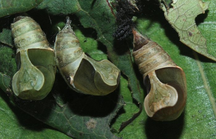 Figura 7. Pupas de <i>Sarsina purpurascens</i> (Erebidae), vista ventral, localidad Estación Biológica Quica, Sector Pitilla ACG (470m). Voucher: 15-SRNP-70376-DHJ727154.jpg.