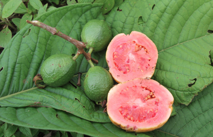 Figura 15. Mostrando frutos verdes y maduros de planta hospedera de larva <i>Sarsina purpurascens</i> (Erebidae), esta planta se llama <i>Psidium guajava</i> (Myrtaceae), localidad Estación Biológica Quica, Sector Pitilla ACG (470m), foto: Ricardo Calero 26 Junio 2015.