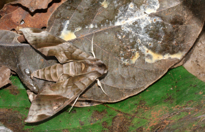 Figura 8. Adulto de <i>Eumorpha obliquus</i> (Sphingidae), vista dorsal, localidad Bullas Estación Quica Sector Pitilla ACG (440m). Voucher: 12-SRNP-70876-DHJ495381.jpg.