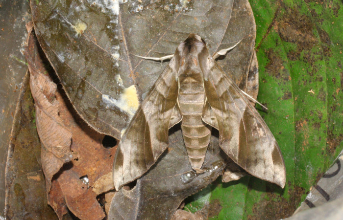 Figura 1. Adulto de <i>Eumorpha obliquus</i> (Sphingidae), vista dorsal, localidad Bullas Estación Quica Sector Pitilla ACG (440m). Voucher: 12-SRNP-70876-DHJ495383.jpg.

