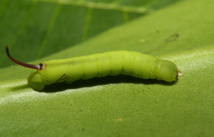 Figura 2. Larvita <i>Eumorpha obliquus</i> (Sphingidae) tercer estadío (PPU) vista dorsal, localidad Bullas Estación Quica Sector Pitilla ACG (440m). Voucher: 12-SRNP-70973- DHJ495255.jpg.

