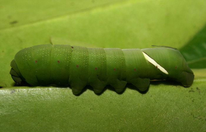 Figura 3. Larva <i>Eumorpha obliquus</i> (Sphingidae), penúltimo estadío (PU) vista lateral, localidad Bullas Estación Quica Sector Pitilla ACG (440m). Voucher: 12-SRNP-70973-DHJ495286.jpg.

