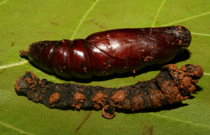 Figura 7. Pupa de <i>Eumorpha obliquus</i> (Sphingidae), vista dorsal, localidad Bullas Estación Quica Sector Pitilla ACG (440m). Voucher: 12-SRNP-70973-DHJ495353.jpg.

