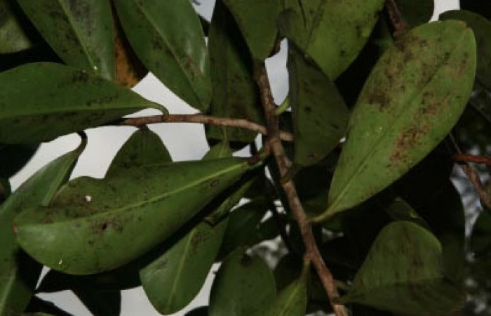 Figura 9. Planta hospedera de <i>Eumorpha obliquus</i> (Sphingidae), esta se llama <i>Swartzia costarricensis</i> (Marcgraviaceae), localidad Bullas Estación Quica Sector Pitilla ACG (440m).

