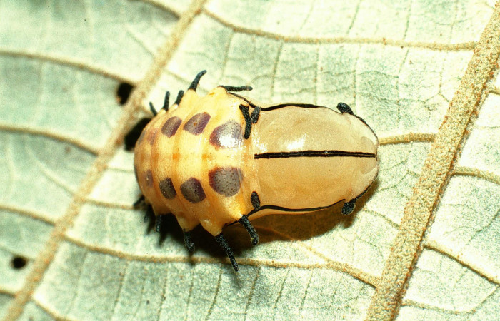 Figura 7. Pupa de <i>Ancyluris inca</i> (Riodinidae), vista dorsal, localidad Sendero Rincón Sector Rincón Rain Forest ACG (430m). Voucher:02-SRNP-21247-DHJ70271.jpg.
