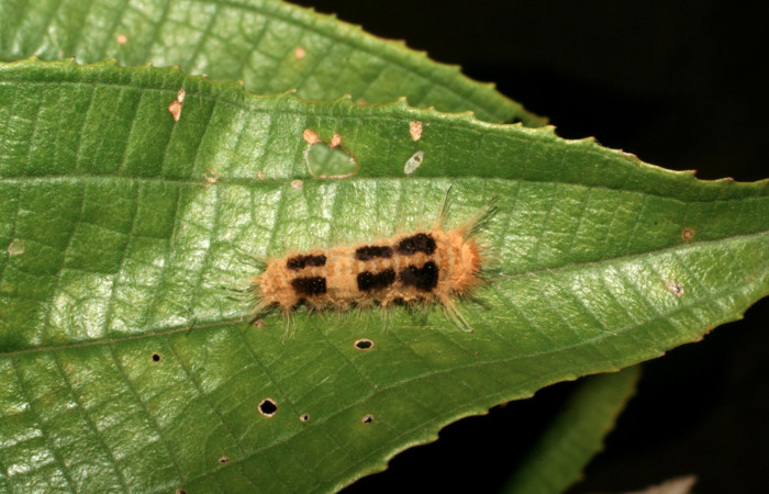 Figura 4. Larva <i>Ancyluris inca</i> (Riodinidae), tercer estadío (PPU) vista dorsal, localidad Sendero Venado Sector Rincón Rain Forest ACG (420m). Voucher: 05-SRNP-41338-DHJ406953.jpg.