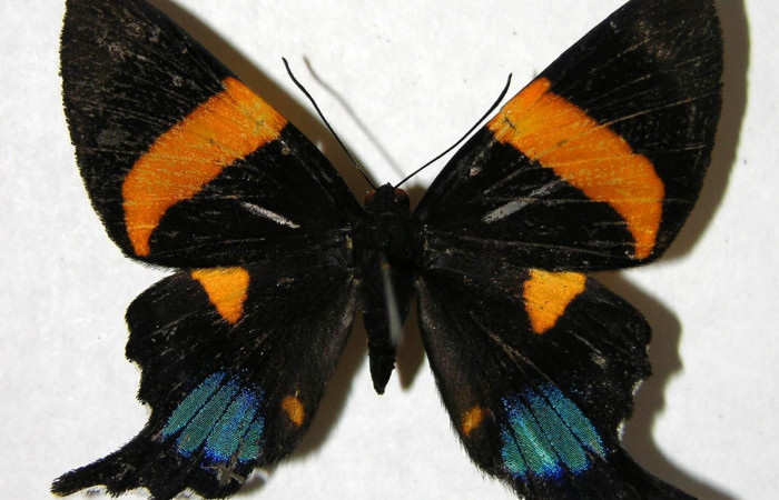 Figura 9. Adulto de <i>Ancyluris inca</i> (Riodinidae), hembra vista ventral, localidad Pasmompa Sector Pitilla ACG (440m). Voucher: 07-SRNP-31865-DHJ374474.jpg.
