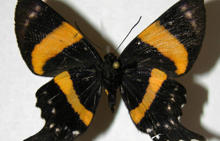 Figura 8. Adulto de <i>Ancyluris inca</i> (Riodinidae), hembra vista dorsal, localidad Pasmompa Sector Pitilla ACG (440m). Voucher: 07-SRNP-31865-DHJ374475.jpg.