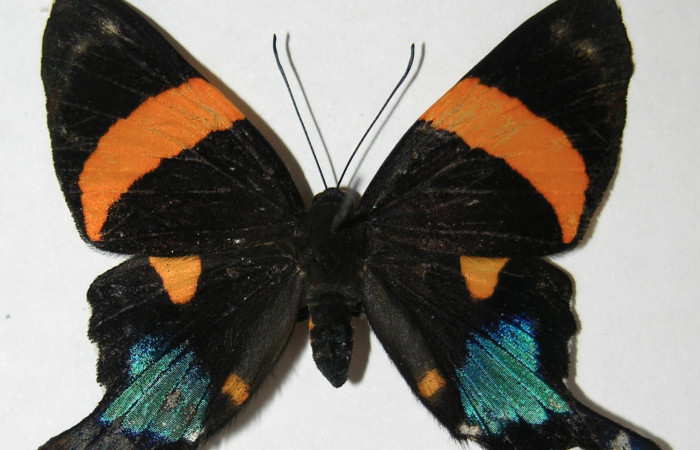 Figura 1. Adulto de <i>Ancyluris inca</i> (Riodinidae), vista dorsal, localidad Sendero Venado Sector Rincón Rain Forest ACG (420m). Voucher: 09-SRNP-40972-DHJ511800.jpg.