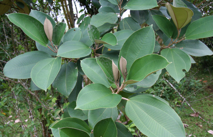Figura 10. Planta hospedera de <i>Ancyluris inca</i> (Riodinidae), planta llamada <i>Miconia argentea</i> (Melastomataceae), localidad Estación Quica Sector Pitilla ACG (470m).