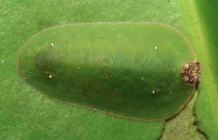Figura 4. Larva <i>Menander pretus</i> (Riodinidae), ultimo estadío (U) vista dorsal, localidad Coneja Estación Biológica Quica Sector Pitilla ACG (415m). Voucher: 08-SRNP-30469-DHJ438516.jpg.